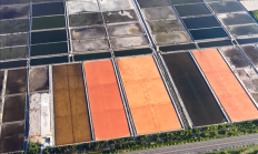 
        		近1000亩！山东现巨型眼影盘：画面震撼 已有60余年历史 !	