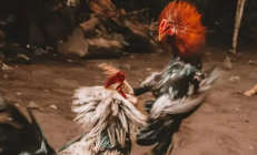 
        		被刀片割破股动脉 秘鲁一男子遭自家斗鸡攻击致死 !	