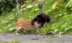 日本北海道一棕熊国道上猎杀活鹿：致交通瘫痪