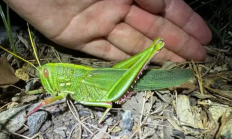 合肥发现最大蝗虫 专家:肉质丰满 可做美食 !