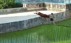 
        		男子被牛疯狂追击跳下田 后续来了：牛已死 被挖掘机吊上来 !	