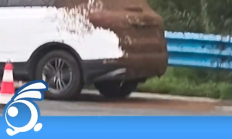 SUV车尾爬满密密麻麻的蜜蜂 车主称车上没有吃的 网友:妥妥“顺蜂车” !