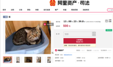 主人因欠钱3岁狸花猫被法拍 身价暴涨 宠物店老板娘也要竞拍 !